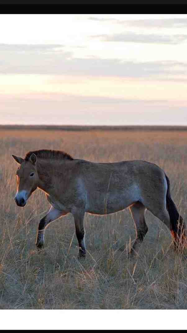 Comment grandit un cheval ?