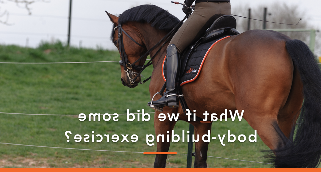 Quels muscles travaillent quand on fait du cheval ?